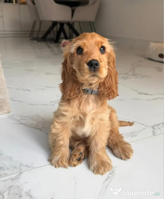 Cocker spaniel femela.