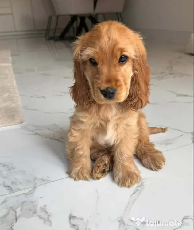 Cocker spaniel femela.