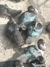 Rațoi leșesc (mut) pestriț. 