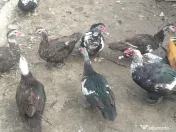 Rațoi leșesc (mut) pestriț. 