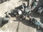 Rațoi leșesc (mut) pestriț. 