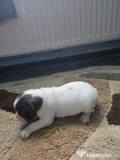 Caini bulldog francez 