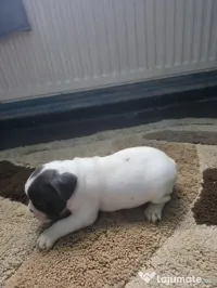 Caini buldog francez