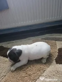 Caini buldog francez