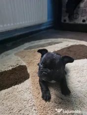 Caini bulldog francez 