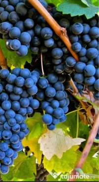 Struguri merlot