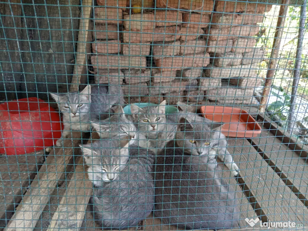 Pisici british tabby si shorthair