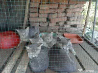 Pisici british tabby si shorthair 