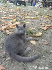 Pisici british tabby si shorthair