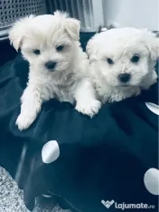 Bichon Maltez pui 