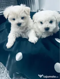 Bichon Maltez pui
