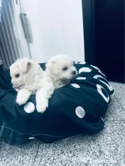 Bichon Maltez pui 