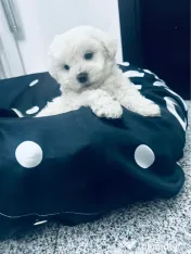Bichon Maltez pui 