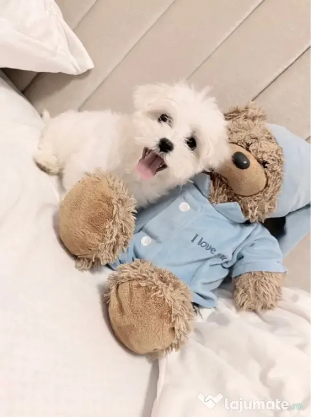 Bichon maltez alb pufos 2 luni