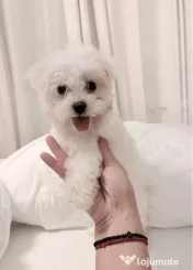 Bichon maltez alb pufos 2 luni