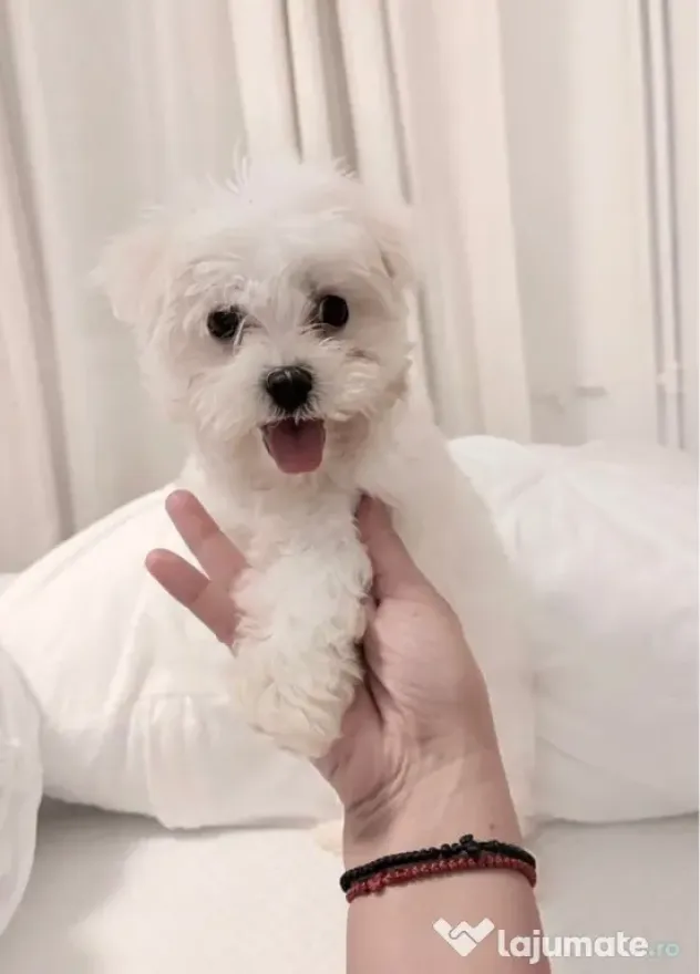 Bichon maltez alb pufos 2 luni