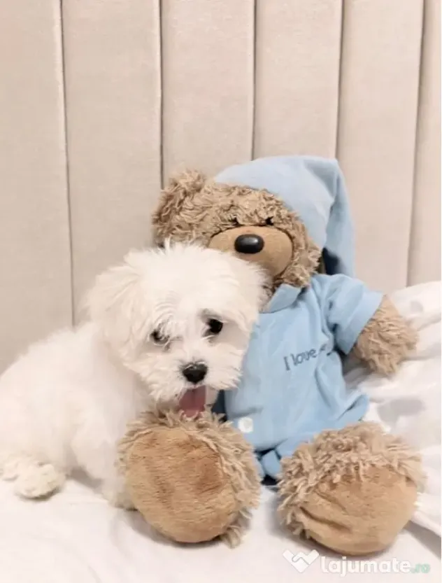 Bichon maltez alb pufos 2 luni
