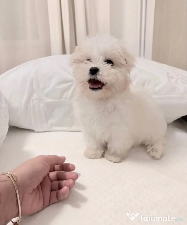 Bichon maltez alb pufos 2 luni