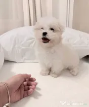 Bichon maltez alb pufos 2 luni
