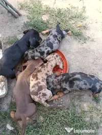 Pui teckel de vanzare 