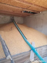 Porumb de vânzare 1,2 lei / kg. 