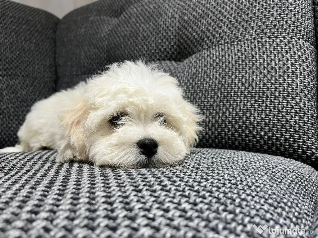 Bichon maltez talie mica de vanzare