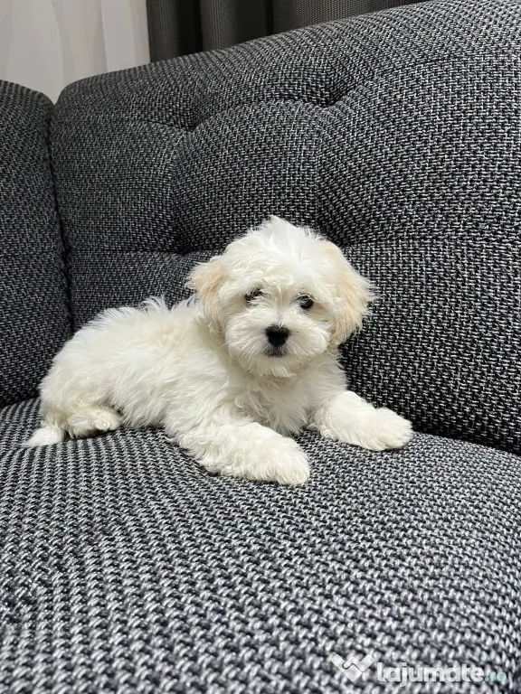Bichon maltez talie mica de vanzare