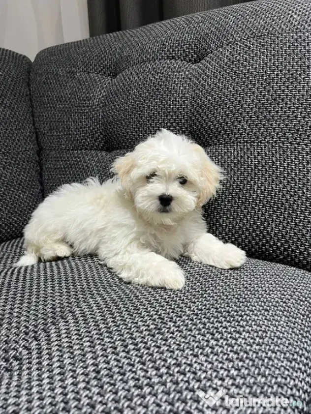 Bichon maltez talie mica de vanzare