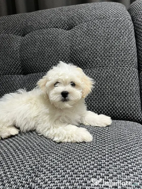 Bichon maltez talie mica de vanzare