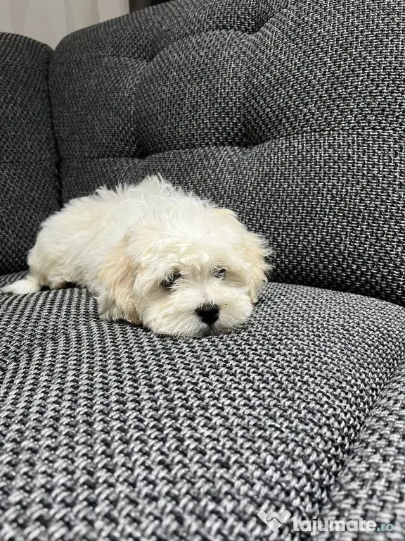Bichon maltez talie mica de vanzare
