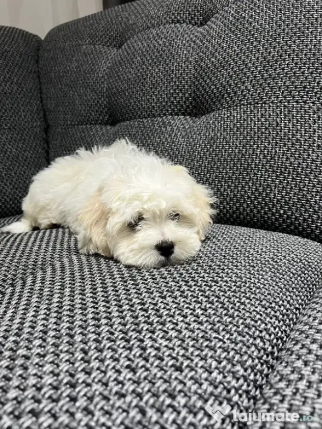 Bichon maltez talie mica de vanzare