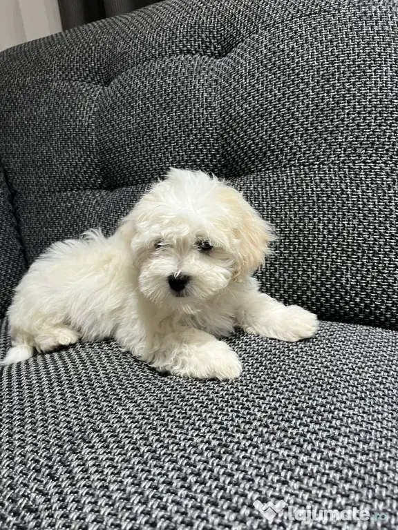 Bichon maltez talie mica de vanzare