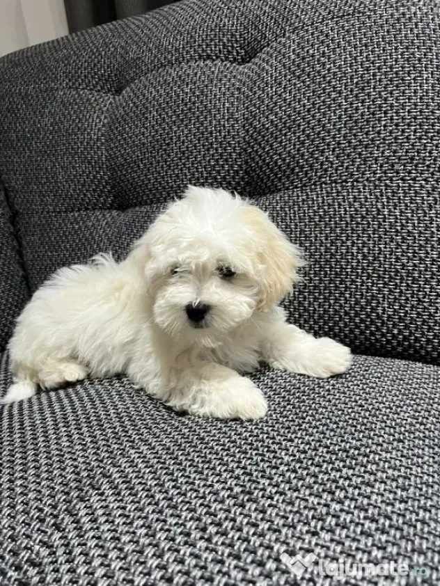Bichon maltez talie mica de vanzare
