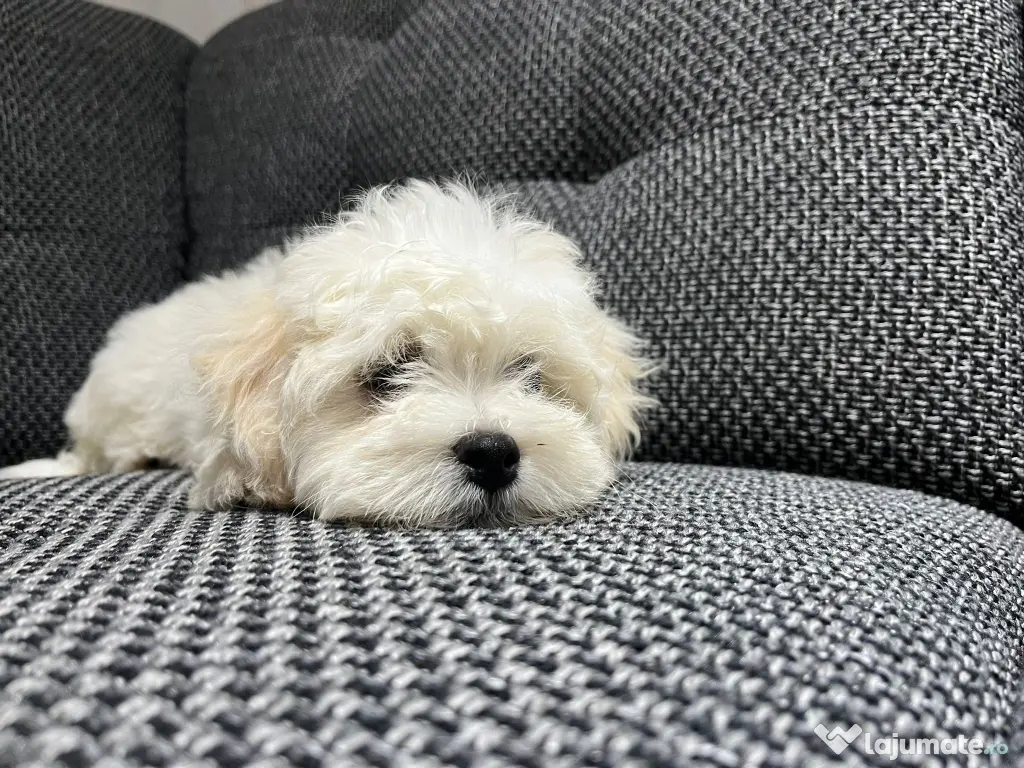 Bichon maltez talie mica de vanzare