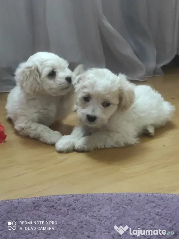 Bichon maltez talie mica de vanzare