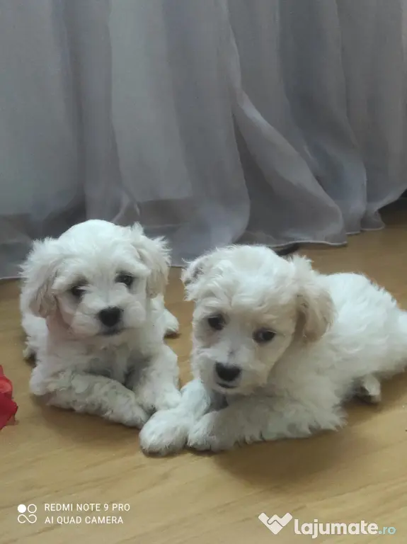 Bichon maltez talie mica de vanzare