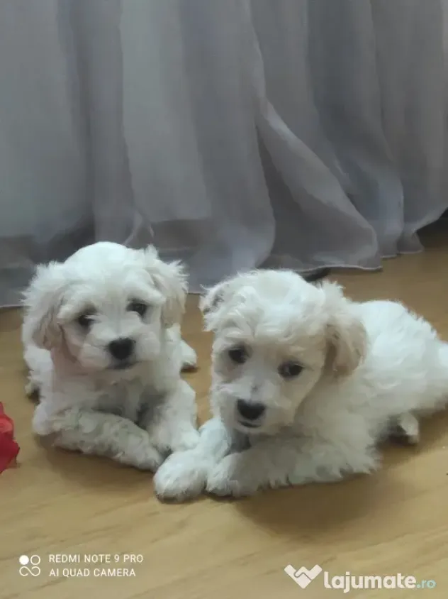 Bichon maltez talie mica de vanzare