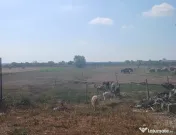 Vând capre anglo-nubian 
