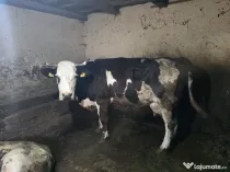 Vaca baltata romaneasca