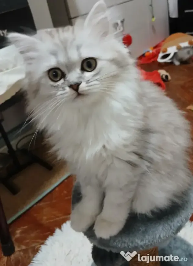 British shorthair in varsta de 3 luni isi cauta famie iubitoare