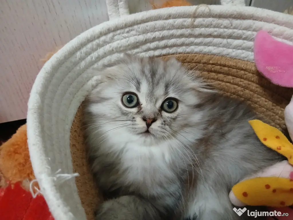 British shorthair in varsta de 3 luni isi cauta famie iubitoare