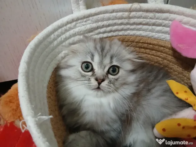British shorthair in varsta de 3 luni isi cauta famie iubitoare