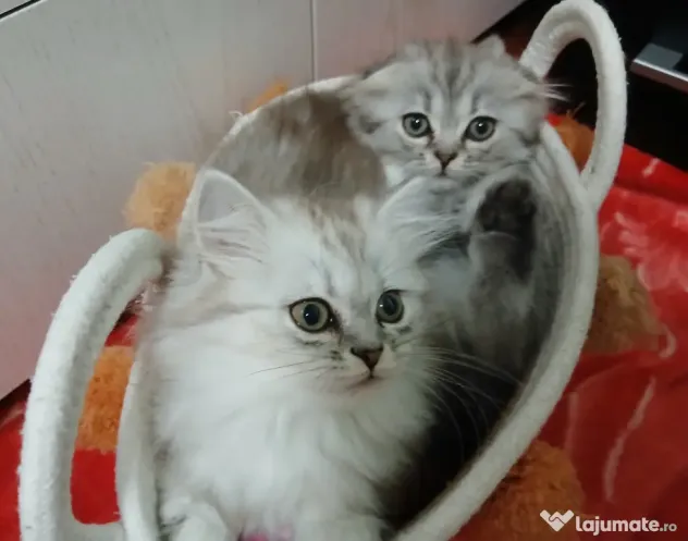 British shorthair in varsta de 3 luni isi cauta famie iubitoare