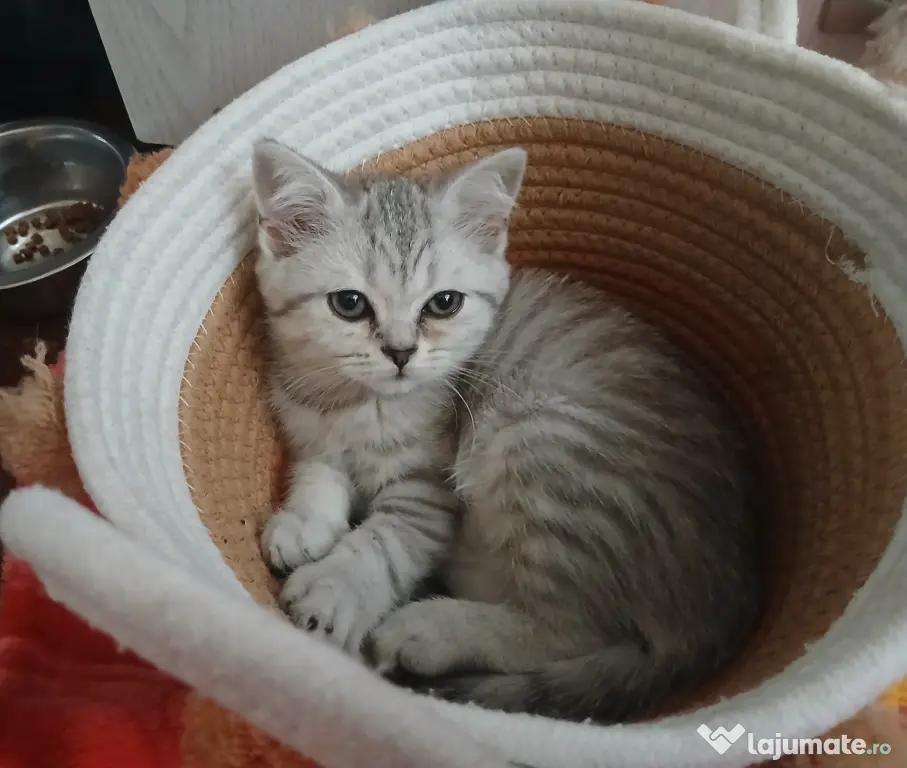 British shorthair in varsta de 3 luni isi cauta famie iubitoare
