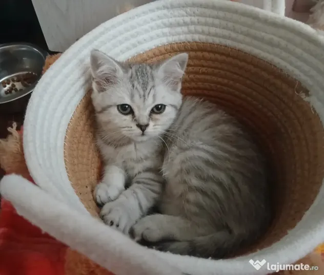 British shorthair in varsta de 3 luni isi cauta famie iubitoare