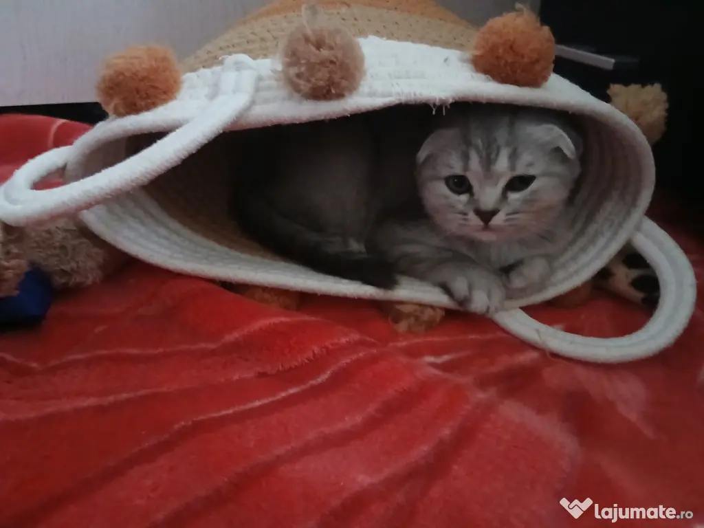 British shorthair in varsta de 3 luni isi cauta famie iubitoare