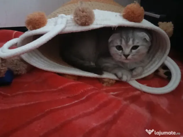 British shorthair in varsta de 3 luni isi cauta famie iubitoare