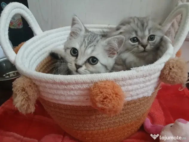 British shorthair in varsta de 3 luni isi cauta famie iubitoare