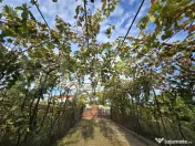 Casă cu potențial + 6.800 mp teren, toate utilitățile, l 