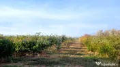 TEREN MIXT DE VÂNZARE – 19.200 MP/V CĂLUGĂREASCĂ 